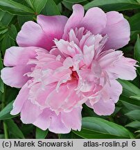 Paeonia lactiflora La Voluptueuse