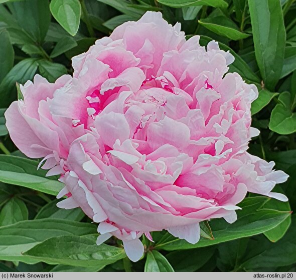 Paeonia lactiflora Lady Alexandra Duff