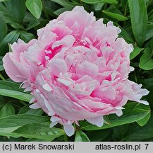 Paeonia lactiflora Lady Alexandra Duff