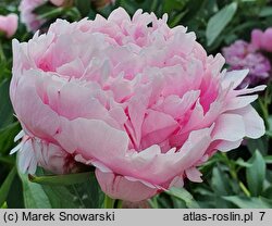 Paeonia lactiflora Lady Alexandra Duff