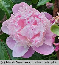 Paeonia lactiflora Lady Anna