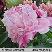 Paeonia lactiflora Lady Anna