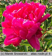 Paeonia lactiflora Louis van Houtte