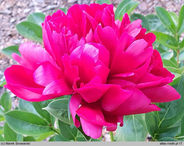 Paeonia lactiflora Lowell Thomas