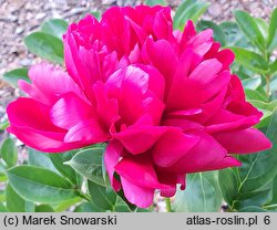 Paeonia lactiflora Lowell Thomas