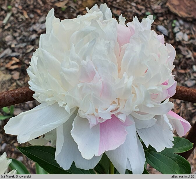 Paeonia lactiflora Mandaleen