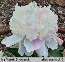 Paeonia lactiflora Mandaleen