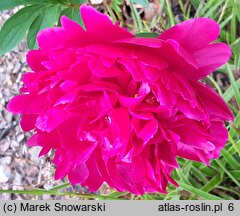 Paeonia lactiflora Mary Brand