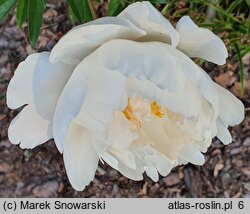 Paeonia lactiflora Mary L.