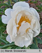 Paeonia lactiflora Mary L.