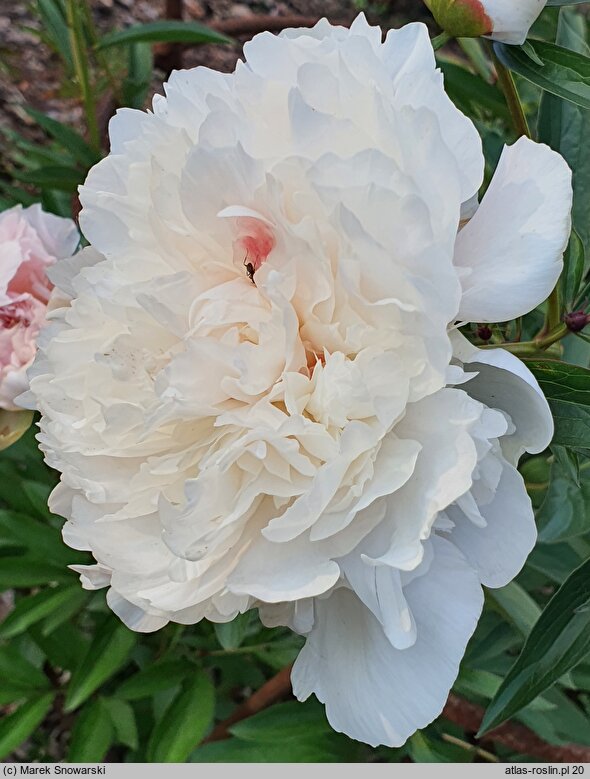 Paeonia lactiflora Mlle Leonie Calot