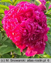 Paeonia lactiflora Mme Barillet Deschamps