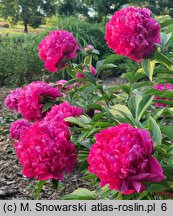 Paeonia lactiflora Mme Barillet Deschamps