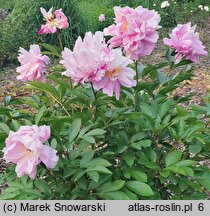 Paeonia lactiflora Mme Ducel