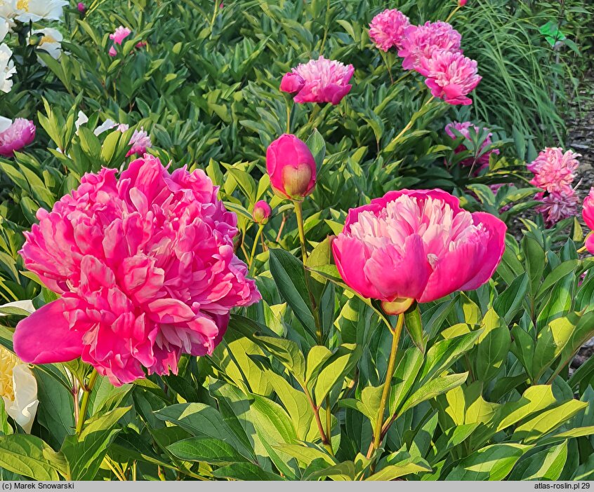 Paeonia lactiflora Modeste Guérin