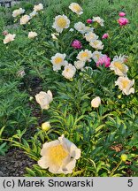 Paeonia lactiflora Moon of Nippon