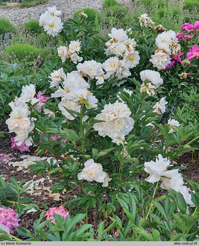 Paeonia lactiflora Nanette