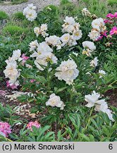 Paeonia lactiflora Nanette