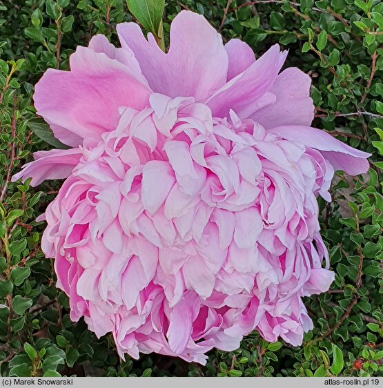 Paeonia lactiflora Mme Emile Debatene