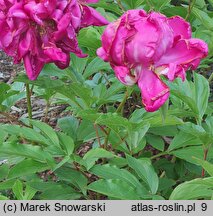 Paeonia lactiflora Bunker Hill