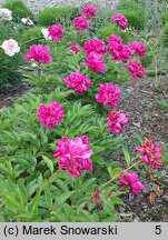 Paeonia lactiflora Bunker Hill