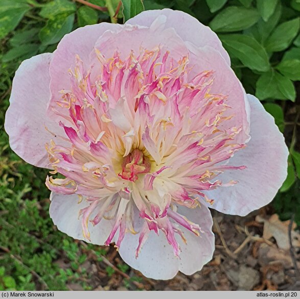 Paeonia lactiflora Zhemchuzhnaya Rossyp