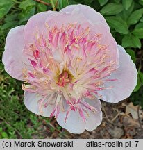 Paeonia lactiflora Zhemchuzhnaya Rossyp