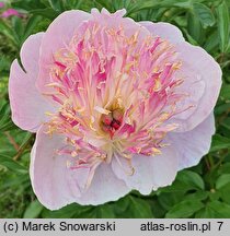 Paeonia lactiflora Zhemchuzhnaya Rossyp