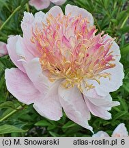 Paeonia lactiflora Zhemchuzhnaya Rossyp