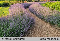 Nepeta ×faassenii Six Hills Giant