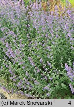 Nepeta ×faassenii Six Hills Giant