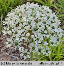 Allium nigrum (czosnek osobliwy)