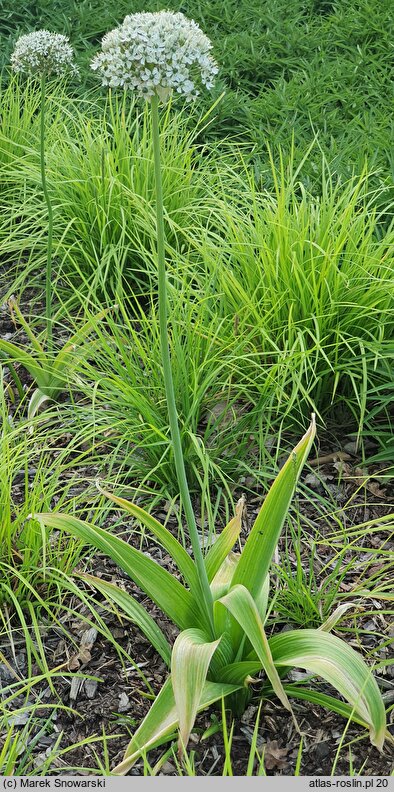 Allium nigrum (czosnek osobliwy)