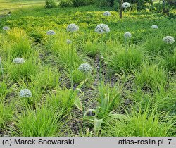 Allium nigrum (czosnek osobliwy)