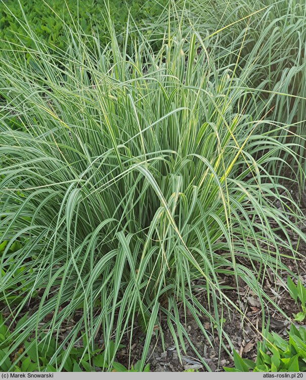 Molinia caerulea s.str. JS Mostenveld