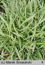 Chasmanthium latifolium River Mist