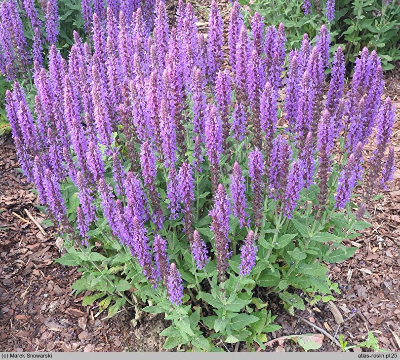 Salvia nemorosa Sensation Medium Deep Blue