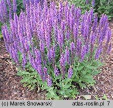 Salvia nemorosa Sensation Medium Deep Blue