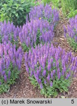 Salvia nemorosa Sensation Medium Deep Blue