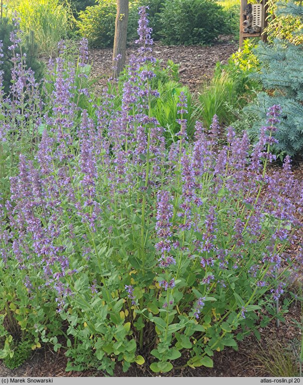 Nepeta Poseidon