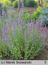 Nepeta Poseidon