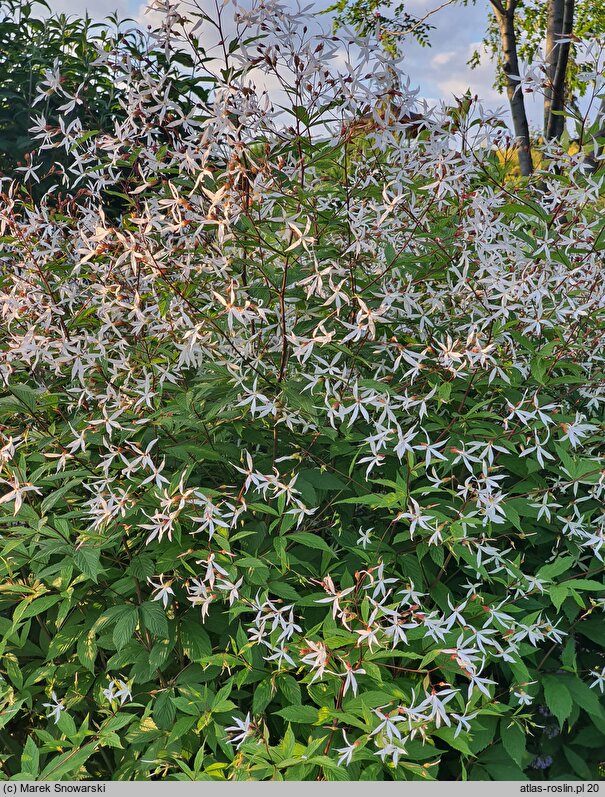 Gillenia trifoliata (gillenia trójlistna)