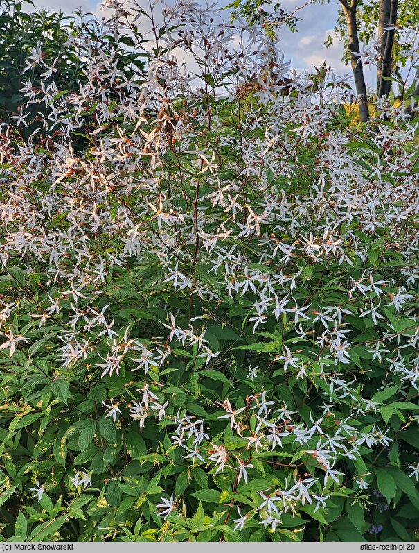 Gillenia trifoliata (gillenia trójlistna)