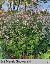 Gillenia trifoliata (gillenia trójlistna)