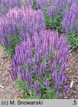 Salvia nemorosa Sensation Medium Deep Blue