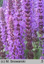 Salvia nemorosa Sensation Medium Deep Blue