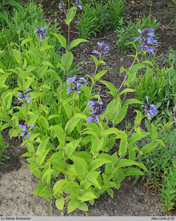 Nepeta ×faassenii Limelight