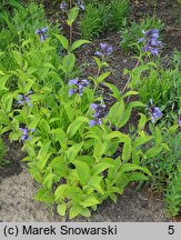 Nepeta ×faassenii Limelight