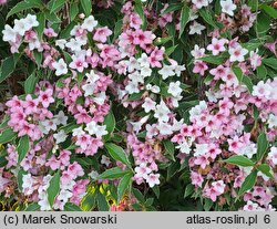 Weigela Suzanne