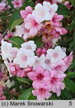 Weigela Suzanne